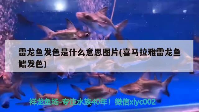 雷龍魚發(fā)色是什么意思圖片(喜馬拉雅雷龍魚鰭發(fā)色) 造景/裝飾