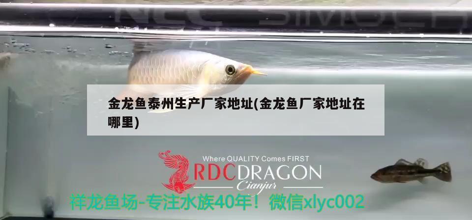 老鳳祥金龍魚值多少錢一條(鳳凰龍魚多少錢一條) 紅老虎魚