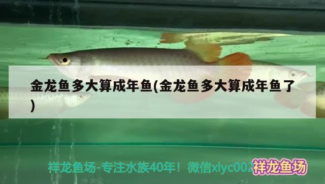 金龍魚多大算成年魚(金龍魚多大算成年魚了)