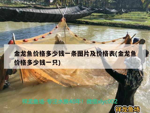 金龍魚價格多少錢一條圖片及價格表(金龍魚價格多少錢一只)