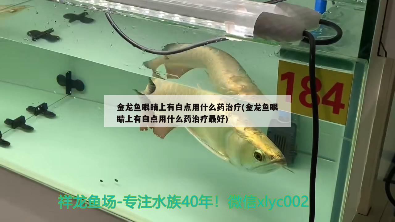 金龍魚眼睛上有白點用什么藥治療(金龍魚眼睛上有白點用什么藥治療最好)