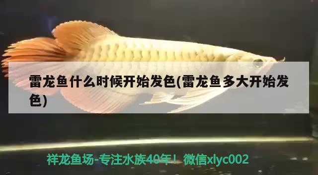 雷龍魚什么時(shí)候開始發(fā)色(雷龍魚多大開始發(fā)色)