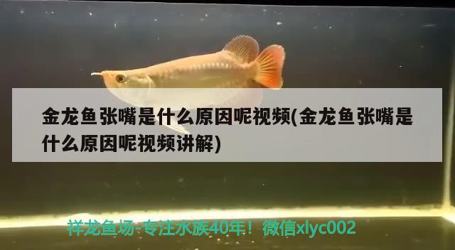 金龍魚張嘴是什么原因呢視頻(金龍魚張嘴是什么原因呢視頻講解) 狗仔招財貓魚 第1張