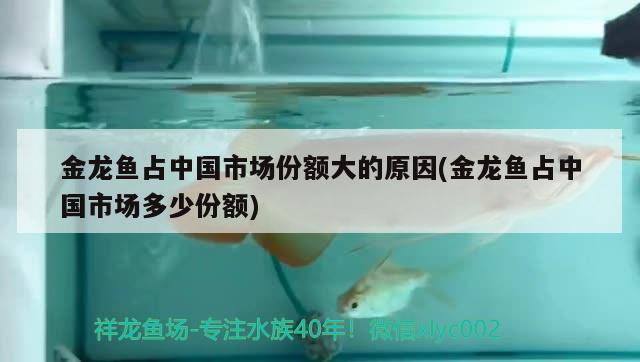 金魚缸過濾材料價格（金魚缸放3分之一水可以嗎） 玫瑰銀版魚 第2張