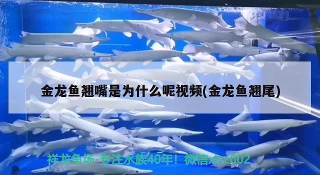 金龍魚翹嘴是為什么呢視頻(金龍魚翹尾) 大白鯊魚苗