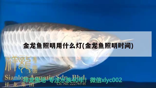 金龍魚照明用什么燈(金龍魚照明時間)