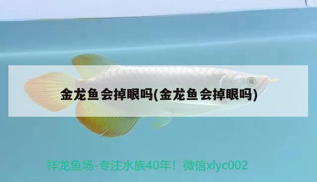 金龍魚(yú)會(huì)掉眼嗎(金龍魚(yú)會(huì)掉眼嗎)