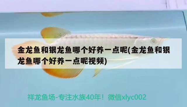 金龍魚和銀龍魚哪個好養(yǎng)一點呢(金龍魚和銀龍魚哪個好養(yǎng)一點呢視頻) 銀龍魚百科