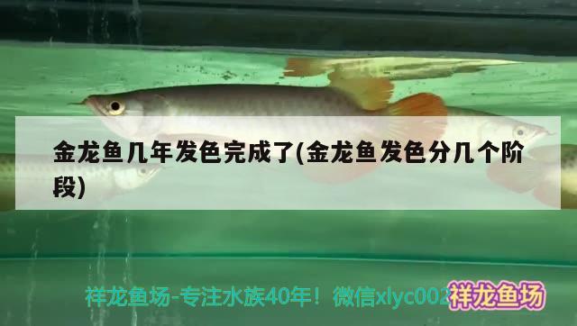 金龍魚幾年發(fā)色完成了(金龍魚發(fā)色分幾個階段) 女王大帆魚