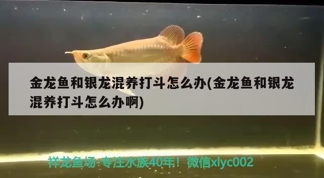 伊罕加熱棒溫度上不去：伊罕加熱棒溫度調(diào)亂了 伊罕水族 第2張