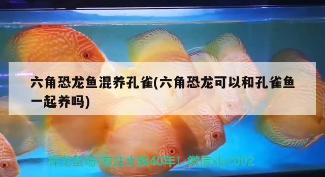 金魚缸過濾材料價格（金魚缸放3分之一水可以嗎） 玫瑰銀版魚 第1張