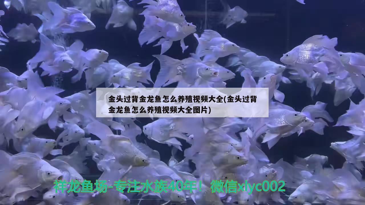 金頭過背金龍魚怎么養(yǎng)殖視頻大全(金頭過背金龍魚怎么養(yǎng)殖視頻大全圖片)