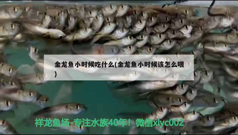 金龍魚小時(shí)候吃什么(金龍魚小時(shí)候該怎么喂)