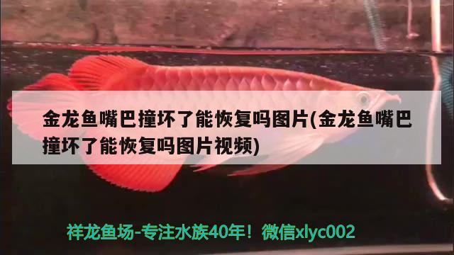 金龍魚嘴巴撞壞了能恢復(fù)嗎圖片(金龍魚嘴巴撞壞了能恢復(fù)嗎圖片視頻) 觀賞魚批發(fā)