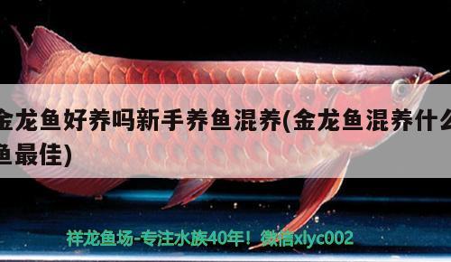 金龍魚好養(yǎng)嗎新手養(yǎng)魚混養(yǎng)(金龍魚混養(yǎng)什么魚最佳)