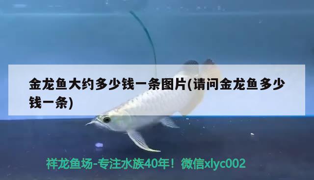 金龍魚(yú)大約多少錢(qián)一條圖片(請(qǐng)問(wèn)金龍魚(yú)多少錢(qián)一條) 魚(yú)缸清潔用具