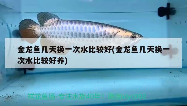 金龍魚幾天換一次水比較好(金龍魚幾天換一次水比較好養(yǎng))