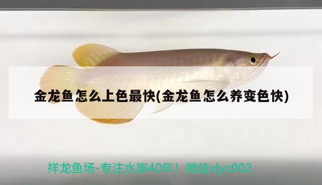 金龍魚怎么上色最快(金龍魚怎么養(yǎng)變色快) 泰龐海鰱魚