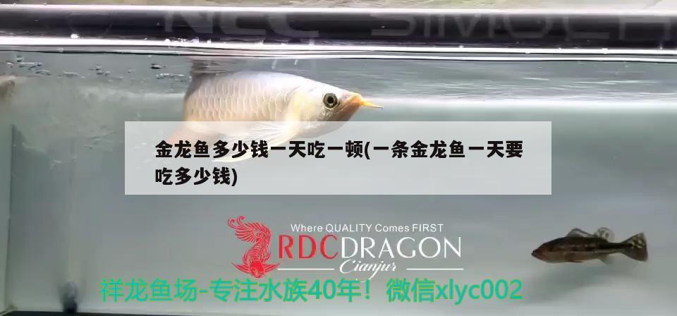 金龍魚多少錢一天吃一頓(一條金龍魚一天要吃多少錢)