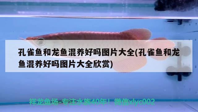 孔雀魚(yú)和龍魚(yú)混養(yǎng)好嗎圖片大全(孔雀魚(yú)和龍魚(yú)混養(yǎng)好嗎圖片大全欣賞)