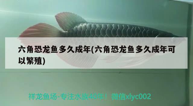 六角恐龍魚多久成年(六角恐龍魚多久成年可以繁殖) 黃鰭鯧魚