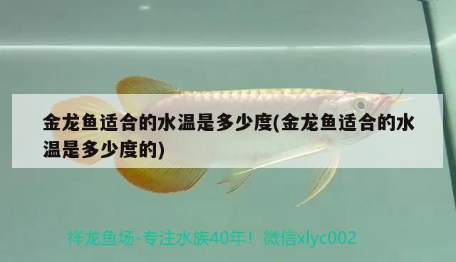 客廳適合養(yǎng)什么魚，新手150x50x70的魚缸養(yǎng)什么魚比較容易