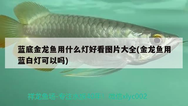 藍(lán)底金龍魚用什么燈好看圖片大全(金龍魚用藍(lán)白燈可以嗎)