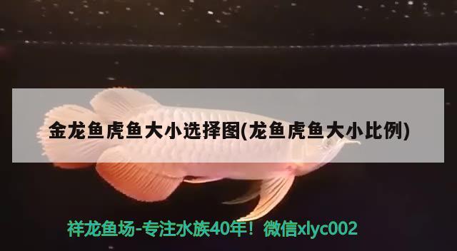 金龍魚虎魚大小選擇圖(龍魚虎魚大小比例) 虎魚百科