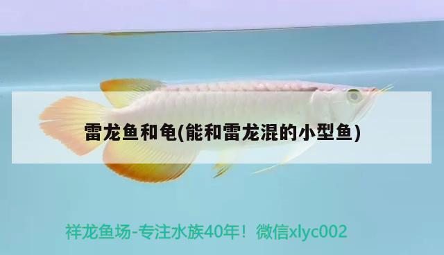 雷龍魚和龜(能和雷龍混的小型魚) 烏龜