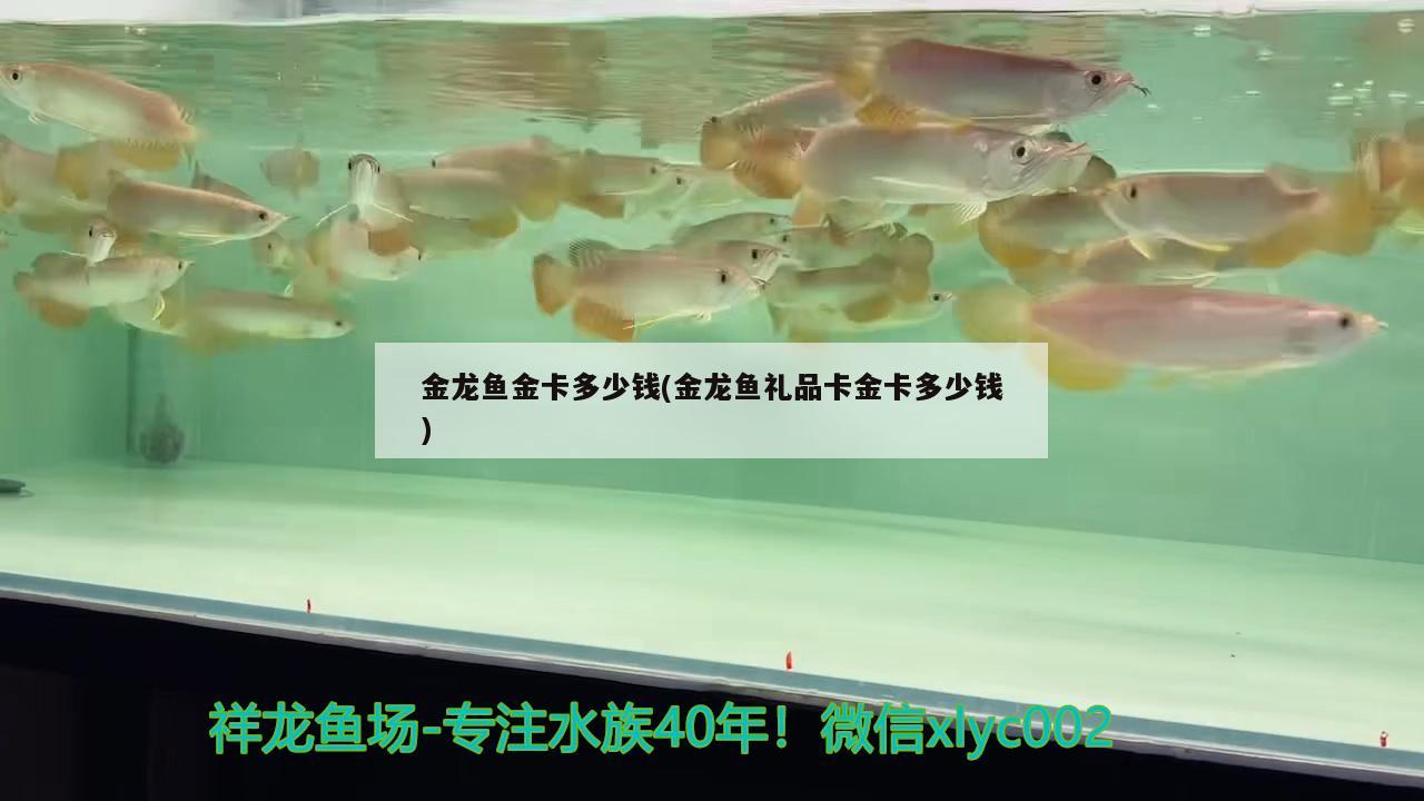 金龍魚金卡多少錢(金龍魚禮品卡金卡多少錢)