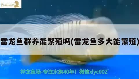 雷龍魚群養(yǎng)能繁殖嗎(雷龍魚多大能繁殖)