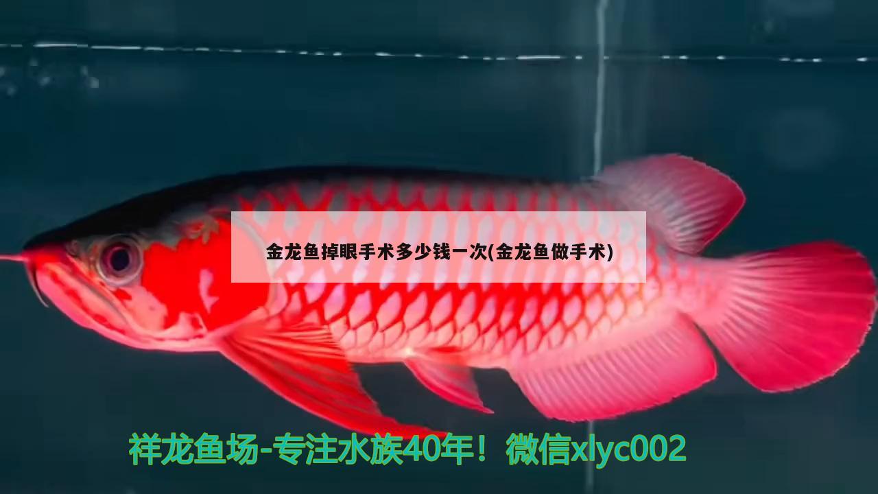 金龍魚掉眼手術多少錢一次(金龍魚做手術)