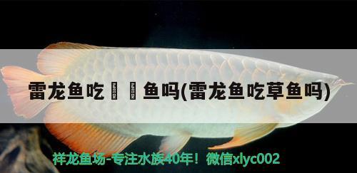 銀龍魚(yú)最便宜的多少錢(qián)（銀龍魚(yú)多少錢(qián)一條?銀龍魚(yú)價(jià)格水族品種）