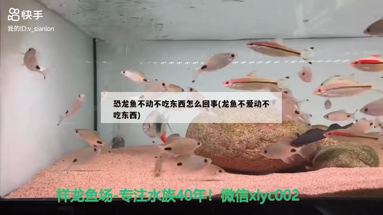 恐龍魚不動不吃東西怎么回事(龍魚不愛動不吃東西)