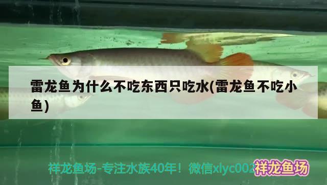 雷龍魚為什么不吃東西只吃水(雷龍魚不吃小魚) 斑馬狗頭魚