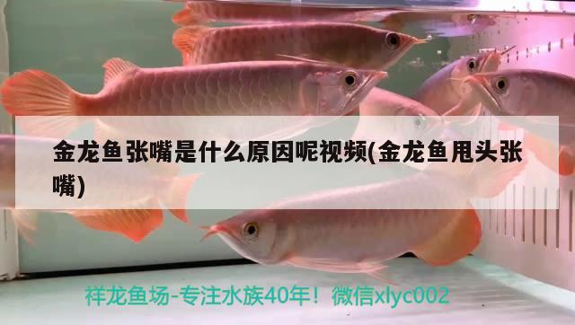 金龍魚張嘴是什么原因呢視頻(金龍魚甩頭張嘴)