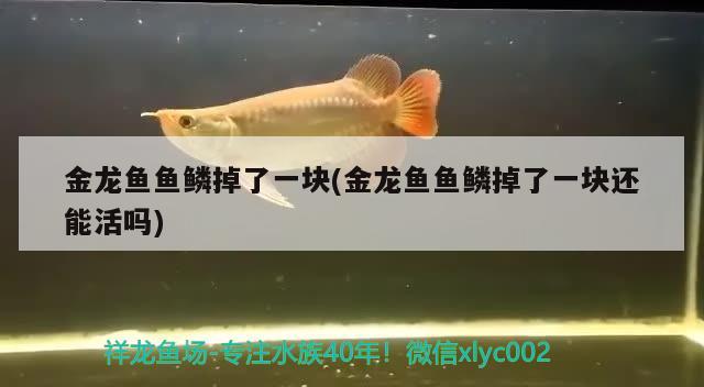 彩蝶魚缸燈架拆卸安裝視頻教程大全（魚缸燈怎么拆卸） 廣州觀賞魚魚苗批發(fā)市場 第2張