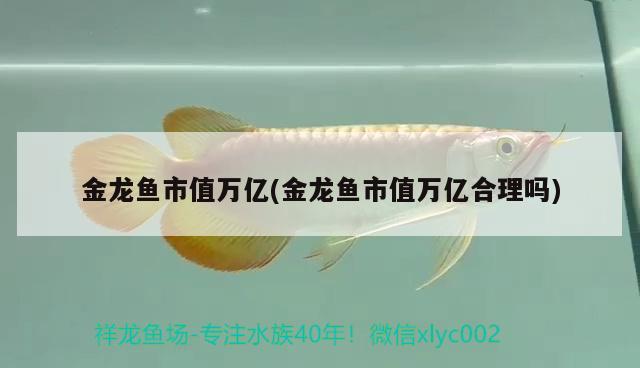 金龍魚魚王多少錢一只(金龍魚魚王多少錢一只)