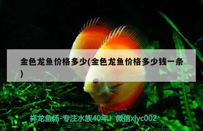 金色龍魚價格多少(金色龍魚價格多少錢一條)