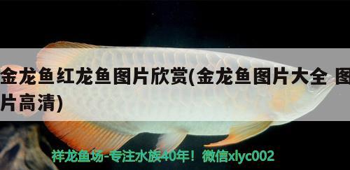 金龍魚紅龍魚圖片欣賞(金龍魚圖片大全圖片高清)