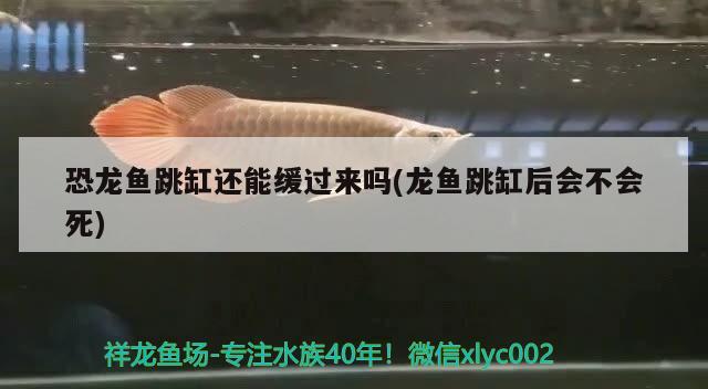 恐龍魚跳缸還能緩過來嗎(龍魚跳缸后會不會死)