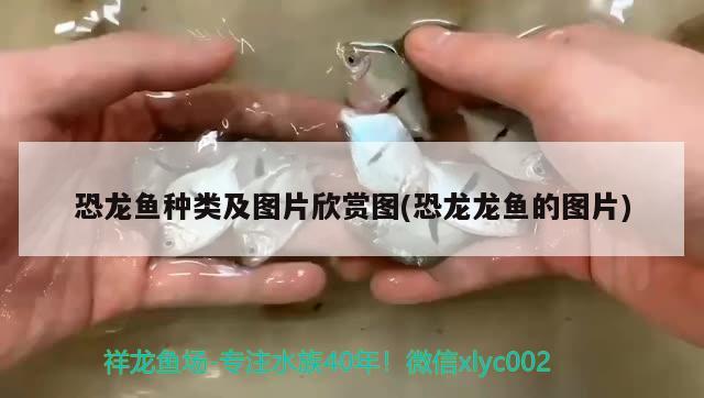 彩蝶魚缸燈架拆卸安裝視頻教程大全（魚缸燈怎么拆卸） 廣州觀賞魚魚苗批發(fā)市場 第1張