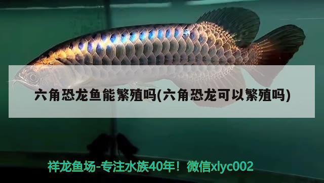 六角恐龍魚(yú)能繁殖嗎(六角恐龍可以繁殖嗎) 水族燈（魚(yú)缸燈）