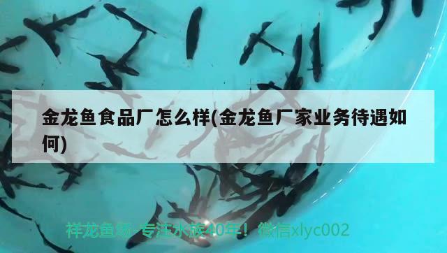 金龍魚食品廠怎么樣(金龍魚廠家業(yè)務(wù)待遇如何) 白子銀版魚苗