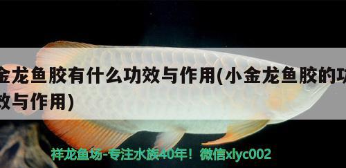 金龍魚膠有什么功效與作用(小金龍魚膠的功效與作用) 白子金龍魚