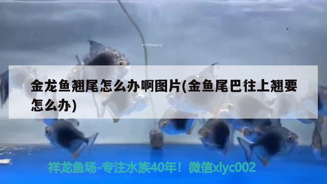 金龍魚(yú)翹尾怎么辦啊圖片(金魚(yú)尾巴往上翹要怎么辦) 藍(lán)帆三間魚(yú)