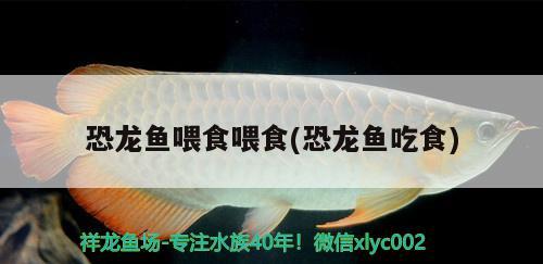 恐龍魚喂食喂食(恐龍魚吃食)