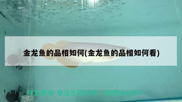 金龍魚的品相如何(金龍魚的品相如何看) 喂食器