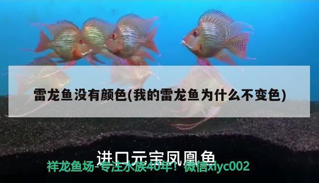 金龍魚餌料公司怎么樣(金龍魚餌料公司怎么樣啊) 斑馬狗頭魚