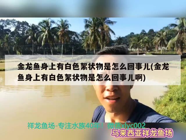 金龍魚身上有白色絮狀物是怎么回事兒(金龍魚身上有白色絮狀物是怎么回事兒啊)